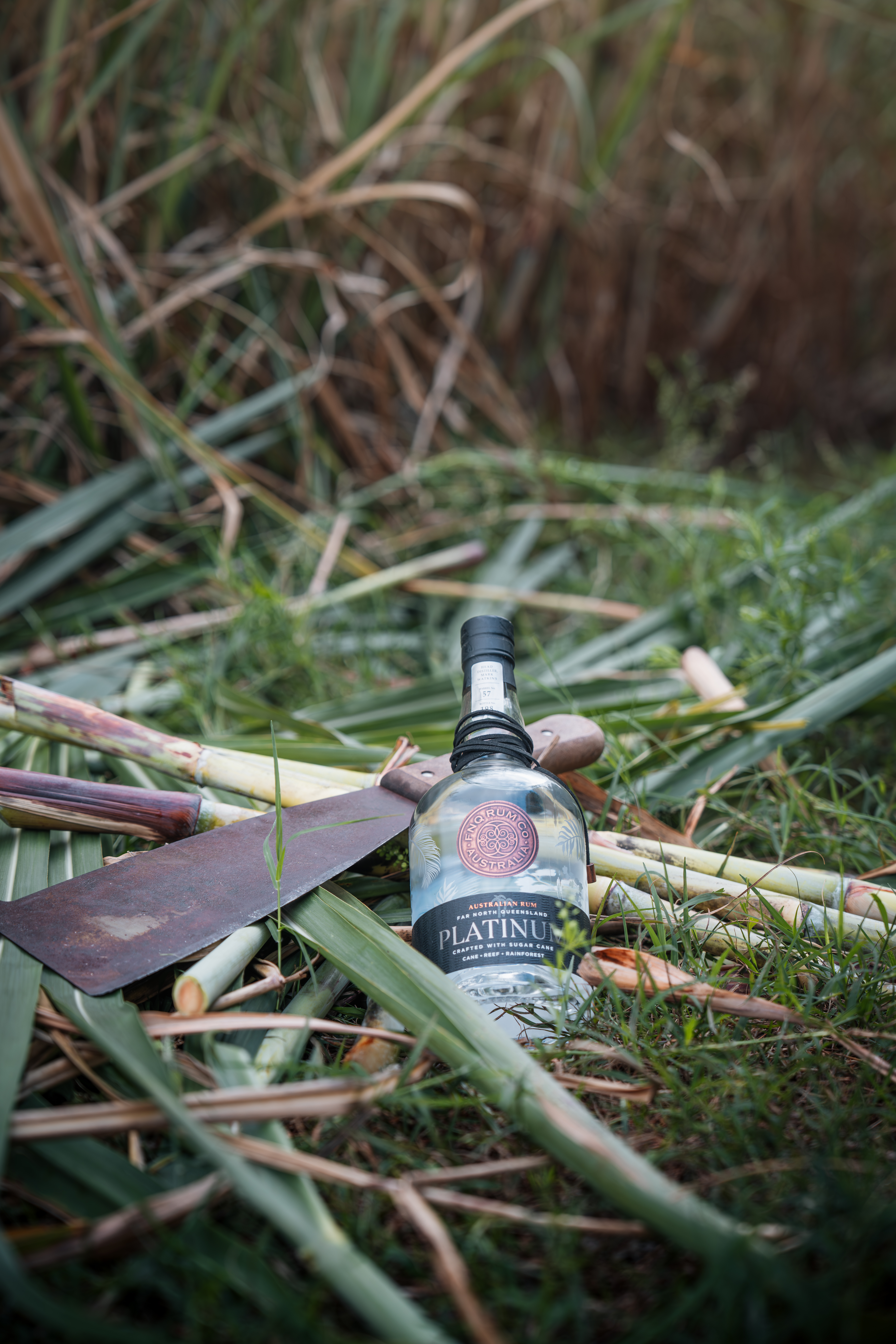 Cut cane and machete