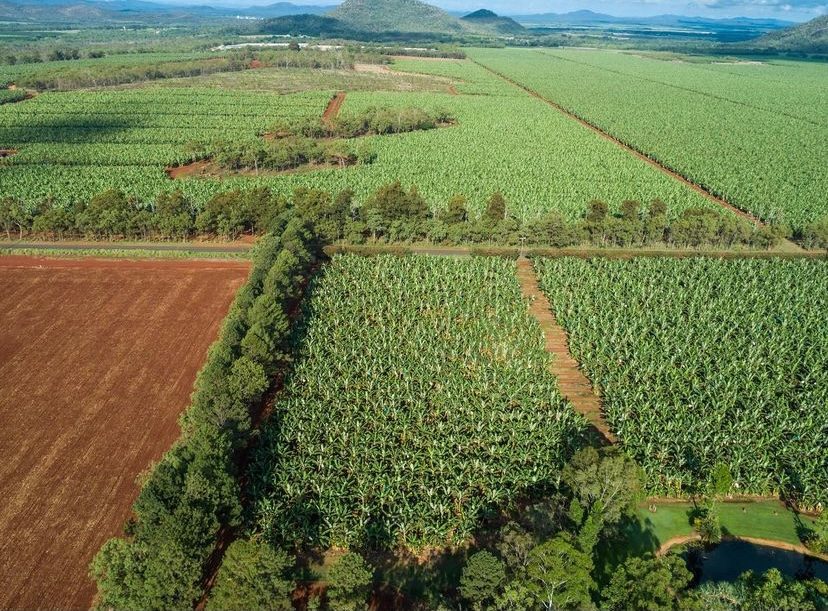 Sugarcane blocks on the Atherton Tablelands from the air