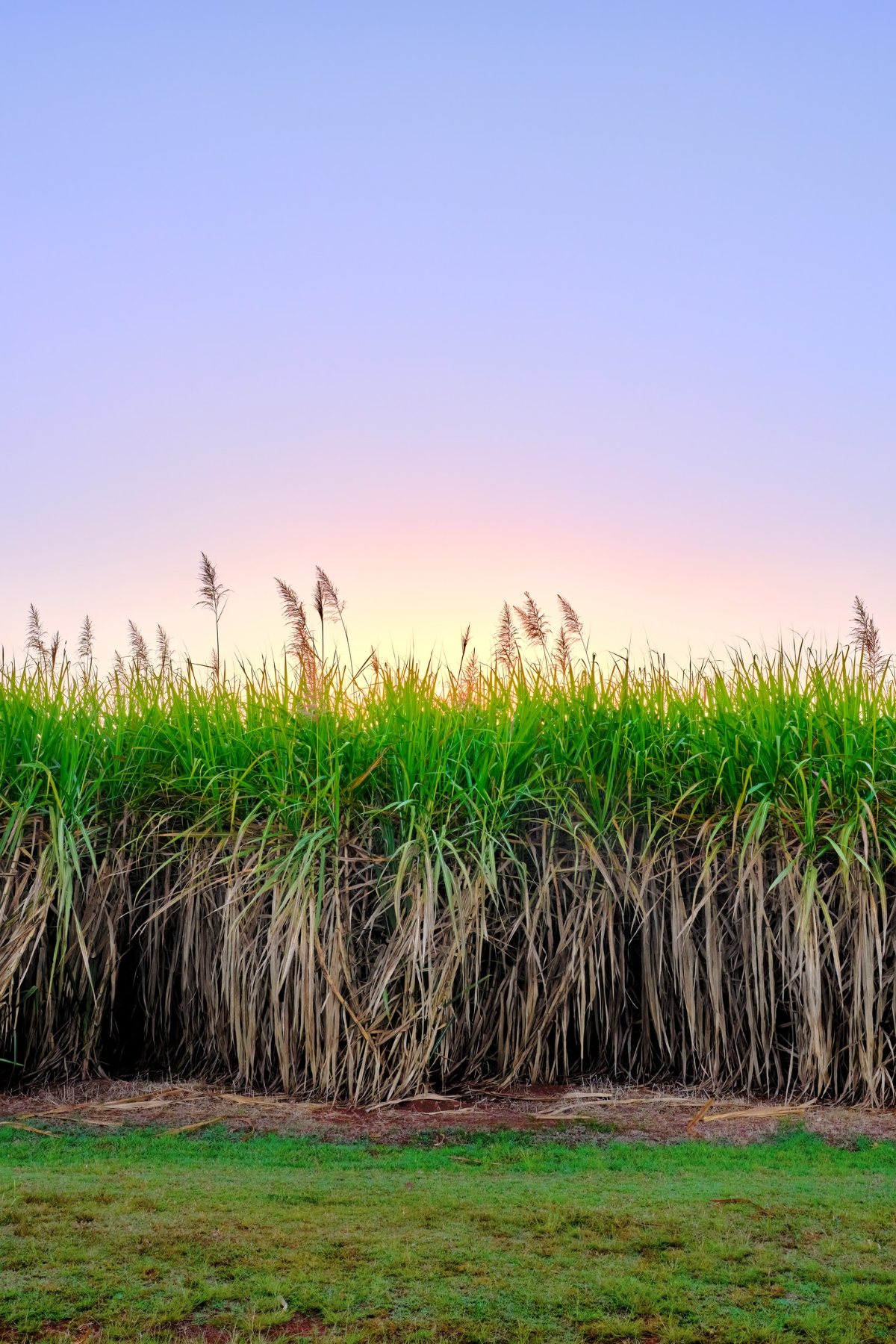 Sugarcane standing in a field at dusk