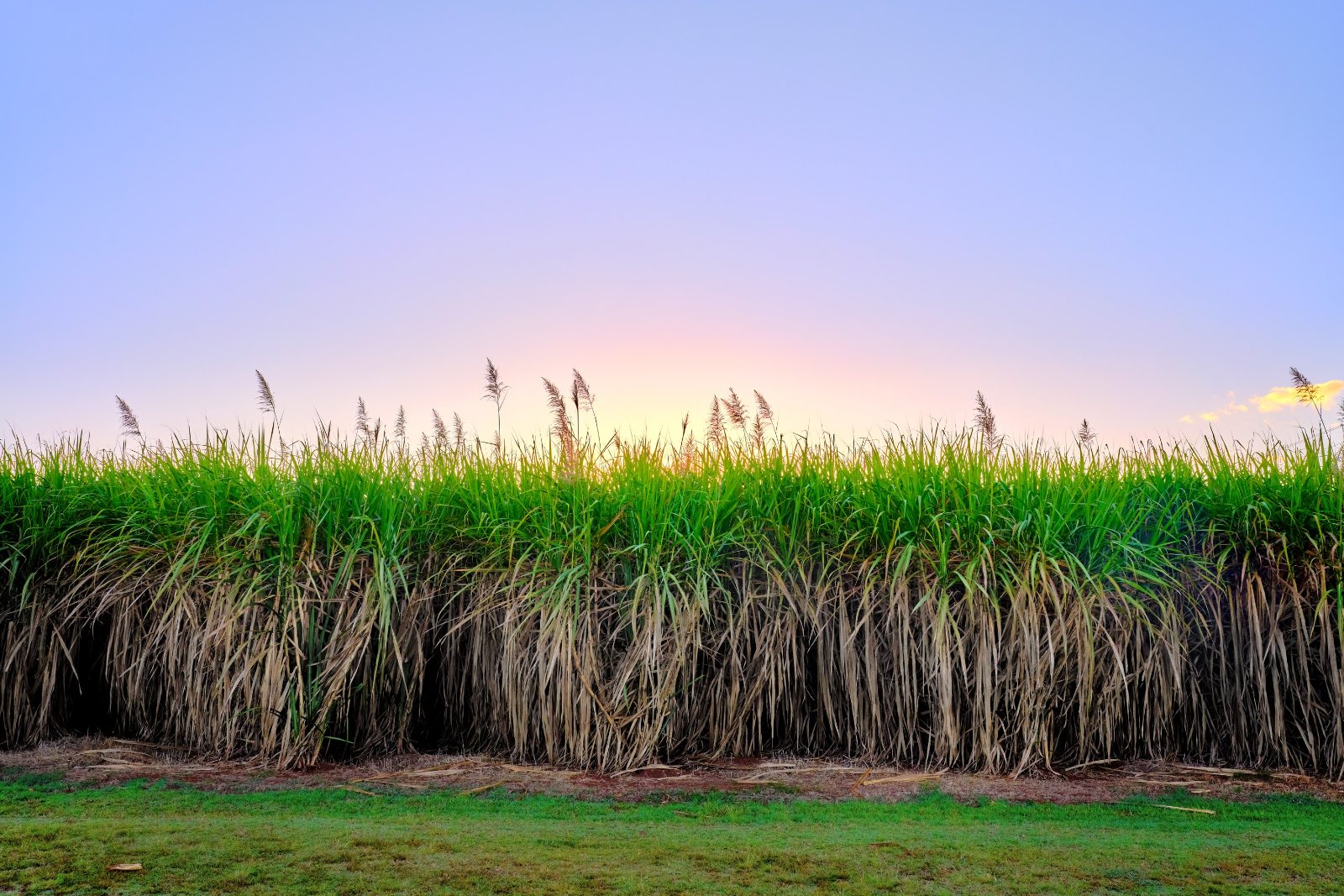 Sugarcane standing in a field at dusk